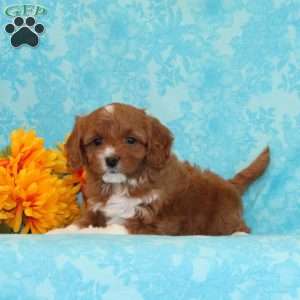 Vanilla, Cavapoo Puppy